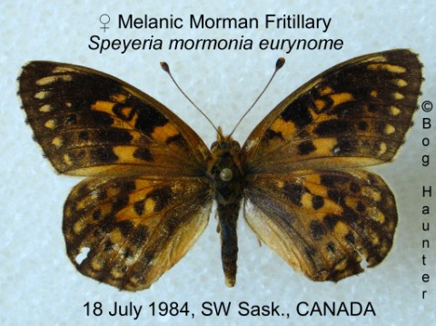 Speyeria mormonia eurynome female melanic (Internet Image property of respective owner, non-commercial use only)